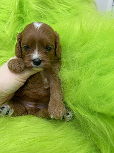 Kutsikad Maltipoo F1 (1 foto / 4)