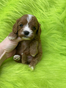 Kutsikad Maltipoo F1 (2 foto / 4)