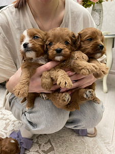Kutsikad Maltipoo F1 (4 foto / 4)