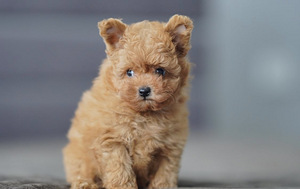 Mikro-Maltipoo kutsikad (3 foto / 7)