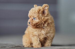 Mikro-Maltipoo kutsikad (4 foto / 7)