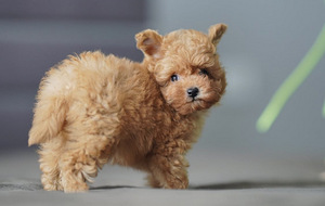 Mikro-Maltipoo kutsikad (5 foto / 7)