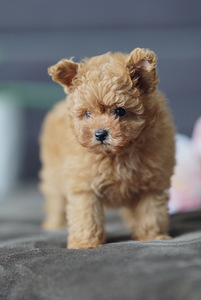 Mikro-Maltipoo kutsikad (7 foto / 7)
