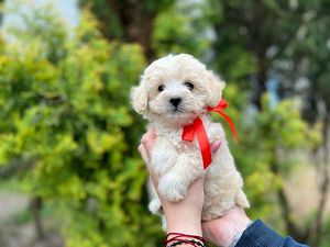 Maltipoo F1 kutsikad (3 foto / 10)