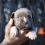 Amerikāņu Stafordšīras terjera kucēni (foto #4)
