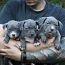 Amerikāņu kausli kucēni blue nose (foto #1)