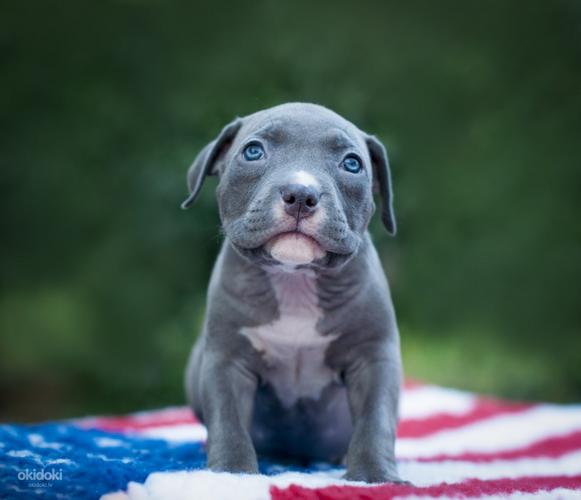 Amerikāņu kausli kucēni blue nose (foto #2)