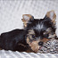 Yorkshire terrier girl and boy (foto #5)