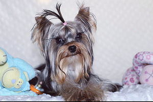 Mini yorkie girl (2 foto / 4)