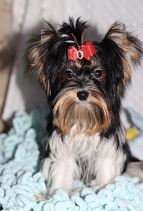 Mini biewer girl (4 foto / 4)