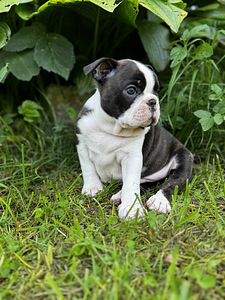 Boston Terrier (1 foto / 6)