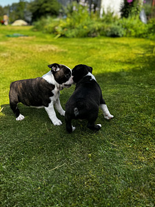 Boston Terrier (5 foto / 6)