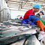 Работа для мужчин на рыбном заводе (фото #1)