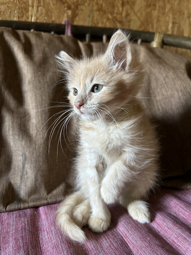 Котята