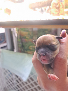 Müüa chihuahua kutsikad (3 foto / 9)