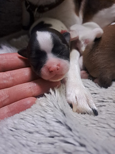 Müüa chihuahua kutsikad (4 foto / 9)