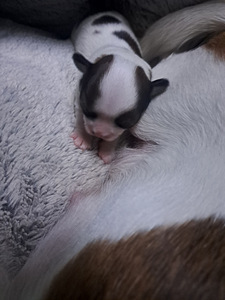 Müüa chihuahua kutsikad (8 foto / 9)