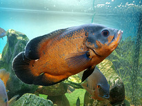 Рыба Оскар (Astranotus)
