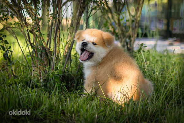 Akita Inu (foto #4)