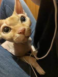 Ma annan Sfinksi headesse kätesse (1 foto / 2)