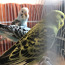 Волнистые попугаи (фото #1)
