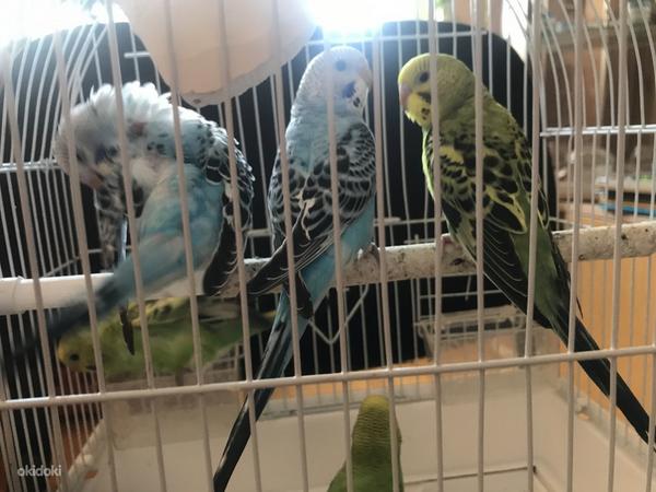 Волнистые попугаи (фото #7)
