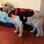Ezydog плавательный / спасательный жилет для собак (фото #1)