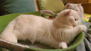 Briti kass. British cat. Silver shaded chinchilla. (6 foto / 10)