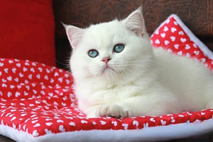 Briti kass. British cat. Silver shaded chinchilla. (1 foto / 10)