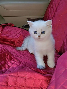Briti kassipoeg / British kitten, silver shaded chinchilla (3 foto / 10)