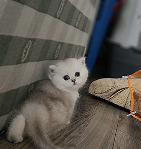 Британский короткошерстный котенок BRI ns 11. Девочка. (4 фото из 10)