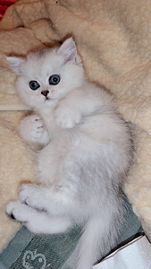 Британский короткошерстный котенок BRI ns 11. Девочка. (10 фото из 10)