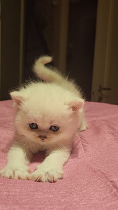 Briti kassipoeg isane. silver chinchilla BRI ns11 (1 foto / 8)