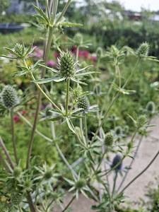 Синеголовник ,Eryngium (2 фото из 5)