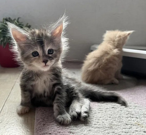 Maine coon (2 foto / 2)