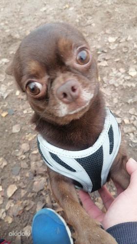 Chihuahua isane Barney (foto #1)