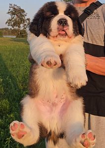 SaintBernard Puppy (4 foto no 6)