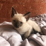 Продать сиамского котенка | (фото #2)