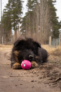 Щенки немецкой длинношерстной овчарки (5 фото из 10)