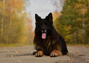 Pikakarvalised saksa lambakoera kutsikad (8 foto / 10)