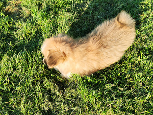 Welsh Corgi Pembroke (5 foto / 5)