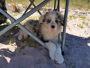 Bordercollie kutsikad (4 foto / 7)