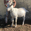 Молодая коза (фото #1)