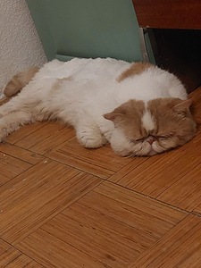 Котик в добрые руки (2 фото из 3)