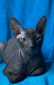 Sphynx