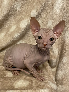 Sphynx