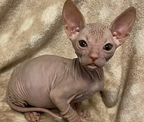 Sphynx