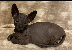 Sphynx