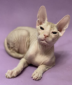 Donskoy sphynx (2 valokuva sivusta 5)