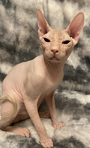 Donskoy sphynx (4 valokuva sivusta 5)